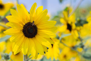 Sunflower Seeds