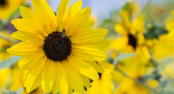 5 Tips for Tending to Sunflower Seeds and Helping Them Blossom