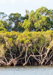 Contaminated land is a common issue across New South Wales
